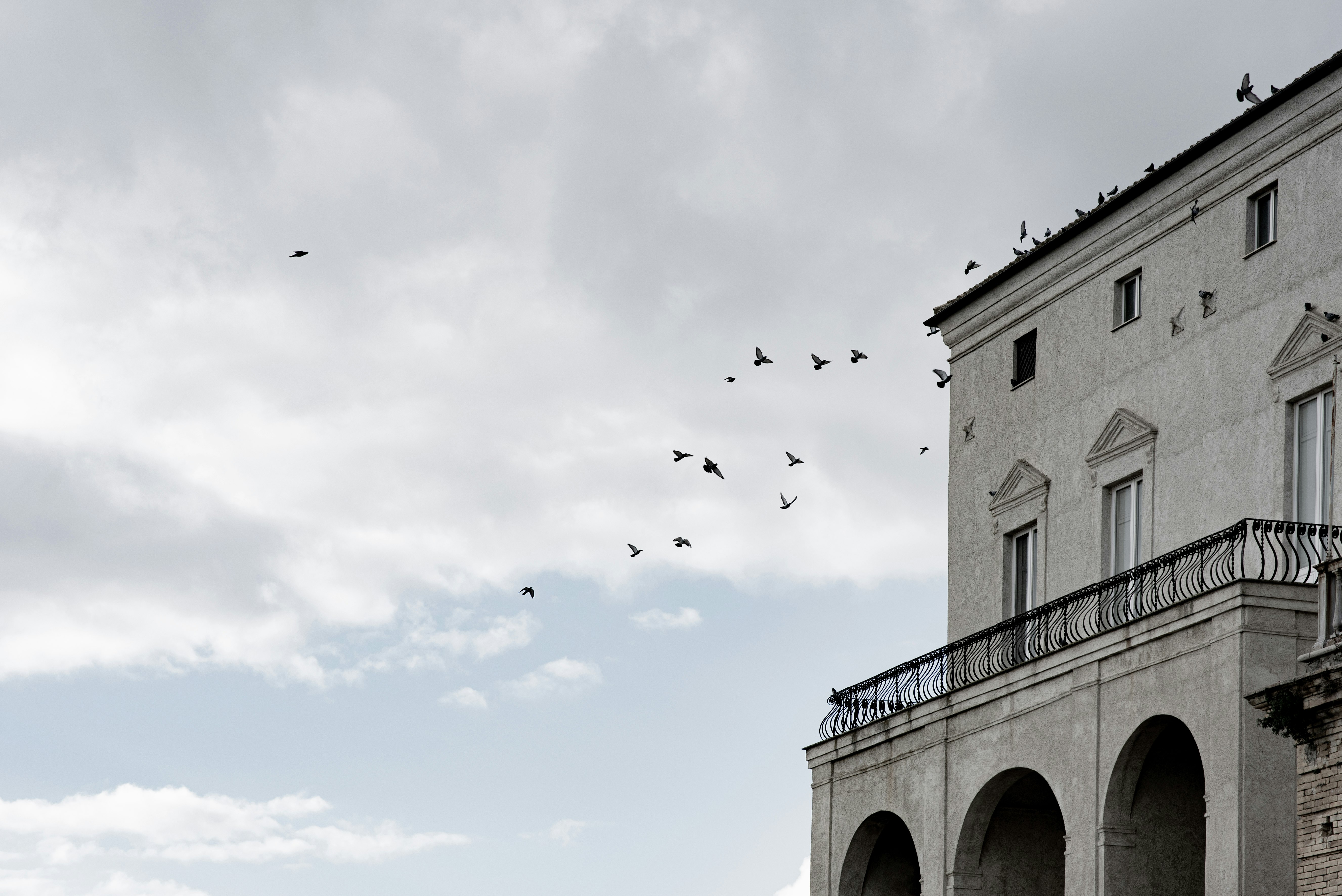 flock of birds flying over the building during daytime